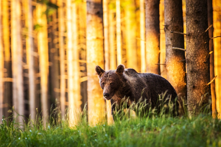 the brown bear walking into forestの写真素材