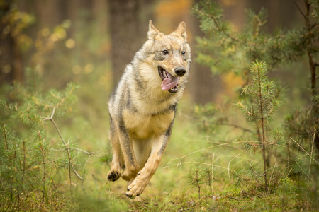 young wolf in forest