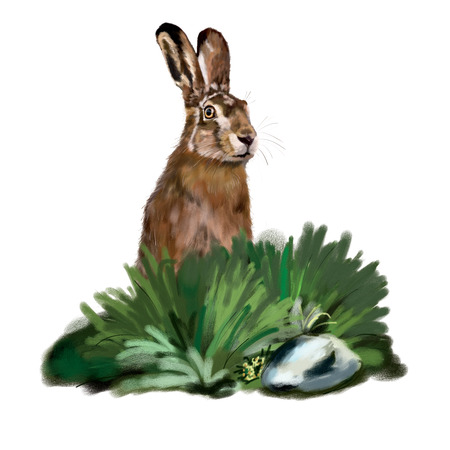 Painting rabbit in grassの写真素材