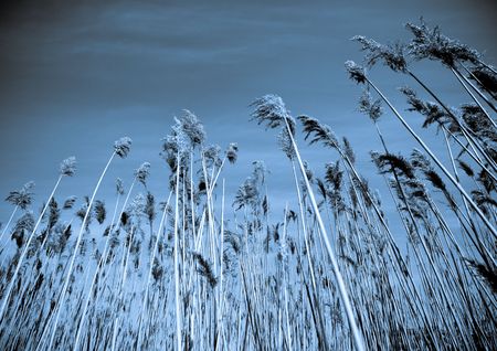 beautiful abstract natural scene sky and tall grassの写真素材