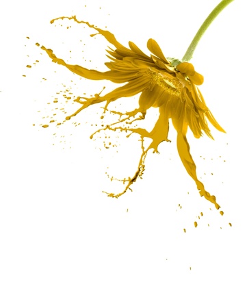 yellow flower with paint splash on white isolated backgroundの写真素材