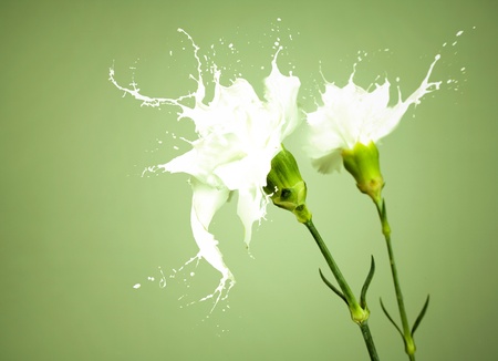white flowers with milk splash on green backgroundの写真素材