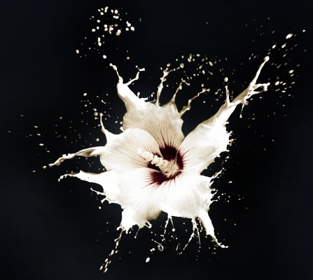 white flowers with milk splash on black backgroundの写真素材