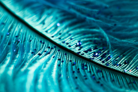 Soft feather with sparkles with artistic bright light and shadows. Soft blurred background of artistic close-up glitter macro image.の写真素材