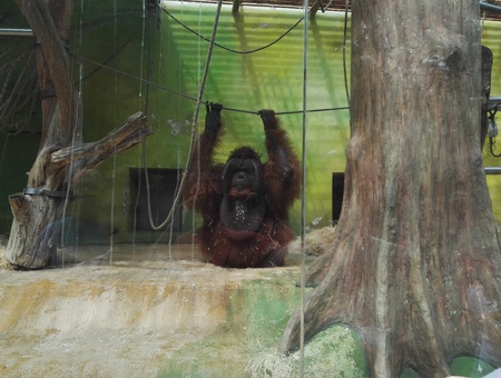 Orang-utan in the zooのeditorial素材