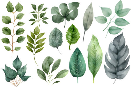 Watercolor set of green leaves isolated on white background. Vector illustration.の写真素材