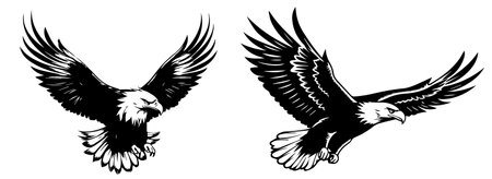 Eagle in flight. Set of black and white vector illustrations.