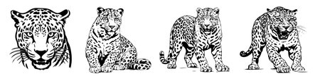 Leopard set, vintage line drawing or engraving illustration.のイラスト素材