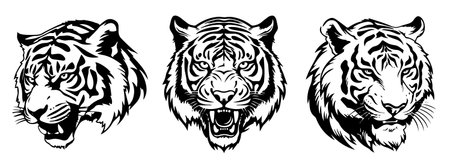 Tiger heads set in black and white colors, vector illustration.のイラスト素材