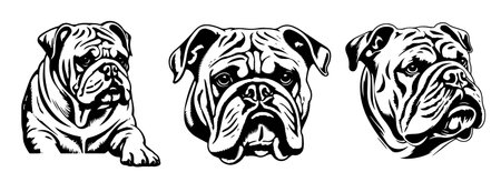 Set of vector illustrations of a bulldog in black and white.のイラスト素材