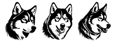 set of black and white husky heads in different poses, vector illustrationのイラスト素材