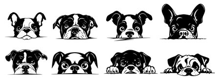 Set of black and white vector illustrations of a dog breed bulldog.のイラスト素材