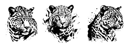 Leopard head set, black and white vector illustration of wild animal.のイラスト素材