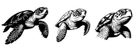 Turtle set. Black and white engraved ink art. Isolated on white background.のイラスト素材