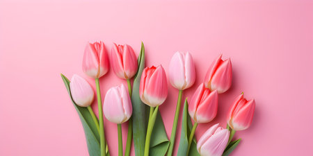 Bouquet of pink tulips on pink background with copy spaceの素材
