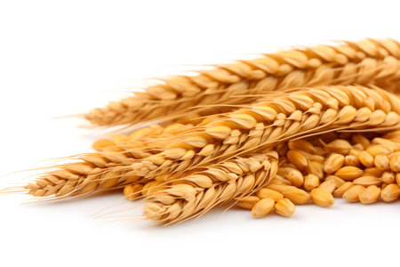 Ears of wheat isolated on a white background. Close-up.の素材