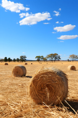 Rural landscape with straw bales in the field and blue skyの素材