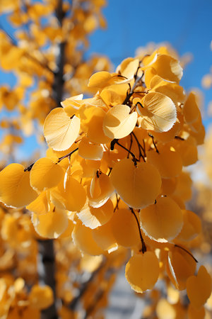 Yellow aspen leaves on a blue sky background. Close up.の素材