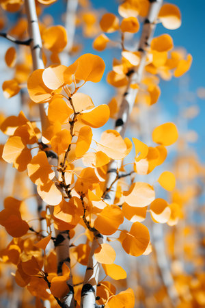 yellow aspen leaves on blurred background, shallow depth of field.の素材