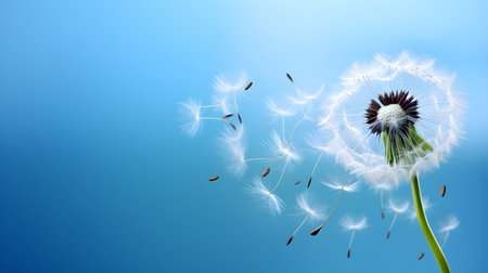 Dandelion flower and seeds on a blue background. Vector illustration.の素材