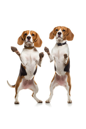 Two beagle dogs standing and looking at camera isolated on white backgroundの素材