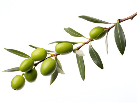 Olive branch with green olives on white background. Isolated.の素材