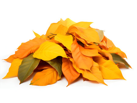 poinsettia autumn leaves isolated on a white background cutoutの素材