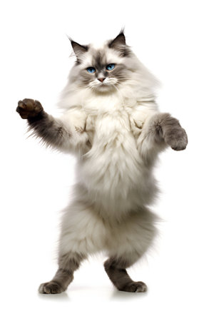 Birman cat in front of a white backgroungの素材