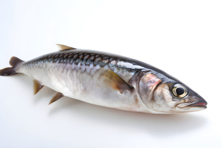 Mackerel fish isolated on a white background, studio shot.の素材