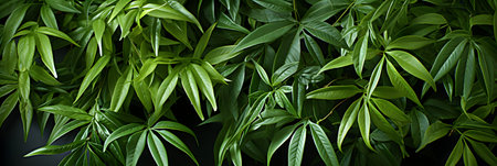 Dark green leaves background. Tropical leaf texture. Green leaves background.の素材