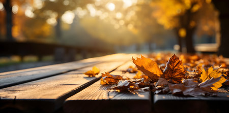 Autumn leaves in the park on a wooden bench at sunset.の素材