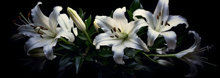 Beautiful white lilies on a black background. Studio photography.の素材