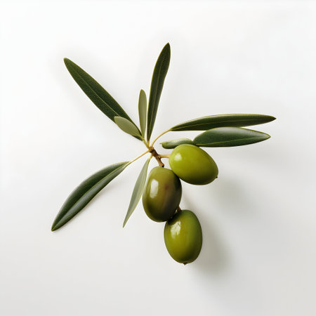 Olive branch with green olives on white background, top viewの素材