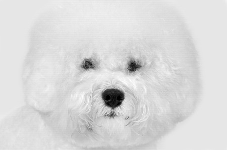 Closeup portrait of bichon frise fluffy white dog isolated on the gray background