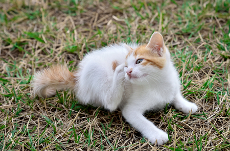 Kitten lying down on the grass and scratching fleasの写真素材