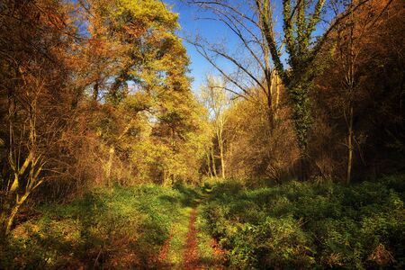 Footpath through forest in autumn with warm sunlightの写真素材