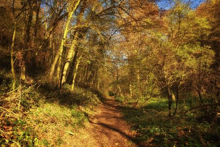 Footpath through forest in autumn with warm sunlightの写真素材
