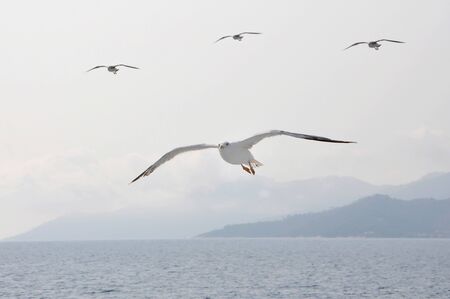 Seagulls flying just above the seaの写真素材