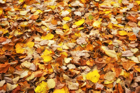 Fallen autumn leaves on the ground. Beautiful autumn colors.の写真素材
