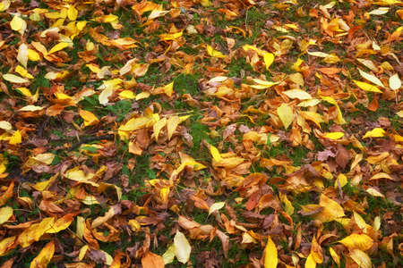 Fallen autumn leaves on the ground. Beautiful autumn colors.の写真素材
