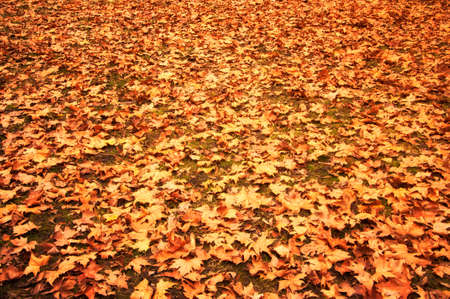 Fallen autumn leaves on the ground. Beautiful autumn colors.の写真素材