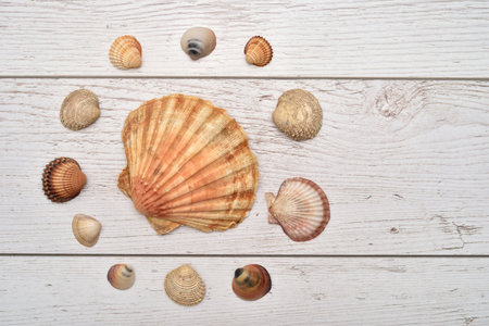 Sea shells of different sizes, shapes and colors on the vintage white scratched wooden texture. Top...