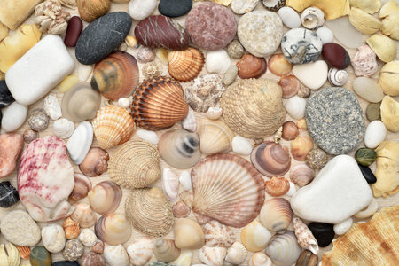 Sea shells, snails and pebbles of different sizes, shapes and colors on the brown wooden background. Top view. Close-up.の写真素材