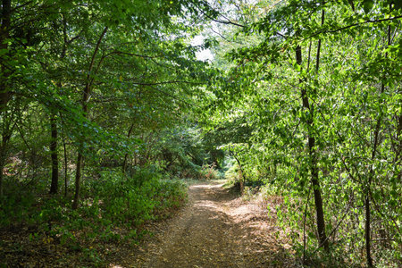 Mountain forest path in the summer. Wild mountain road and green trees during the summer season. Road in the wild forest.の写真素材