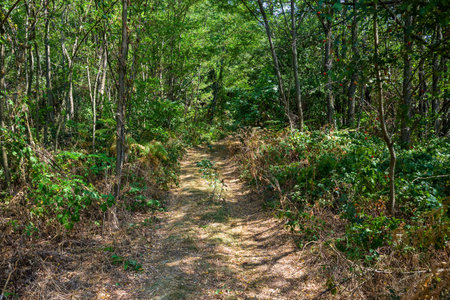 Mountain forest path in the summer. Wild mountain road and green trees during the summer season. Road in the wild forest.の写真素材