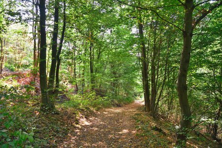 Mountain forest path in the summer. Wild mountain road and green trees during the summer season....