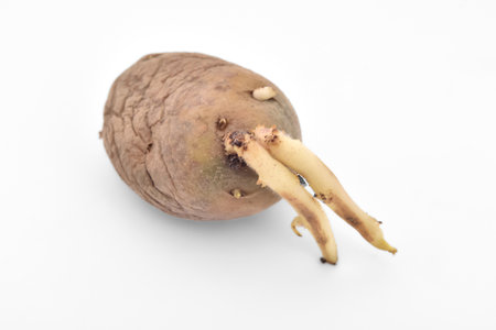 Old sprouted potato stored in bad condition on the white background. Selective focus. Copy space.の写真素材
