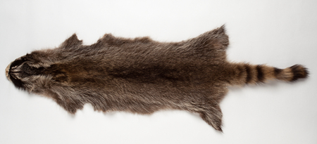 Skin silver raccoon on a white backgroundの写真素材