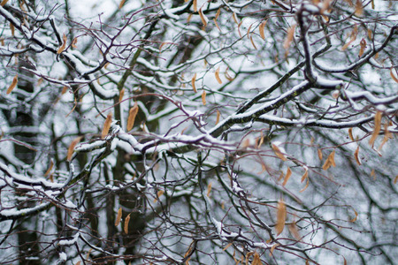 background branches under snow