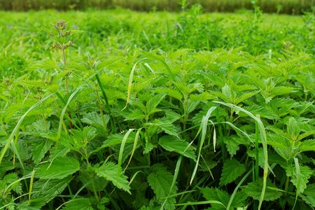 Fresh green stinging-nettle leaves on summer meadowの写真素材